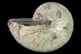 Polished Fossil Nautilus (Cymatoceras) - Madagascar #157816-1